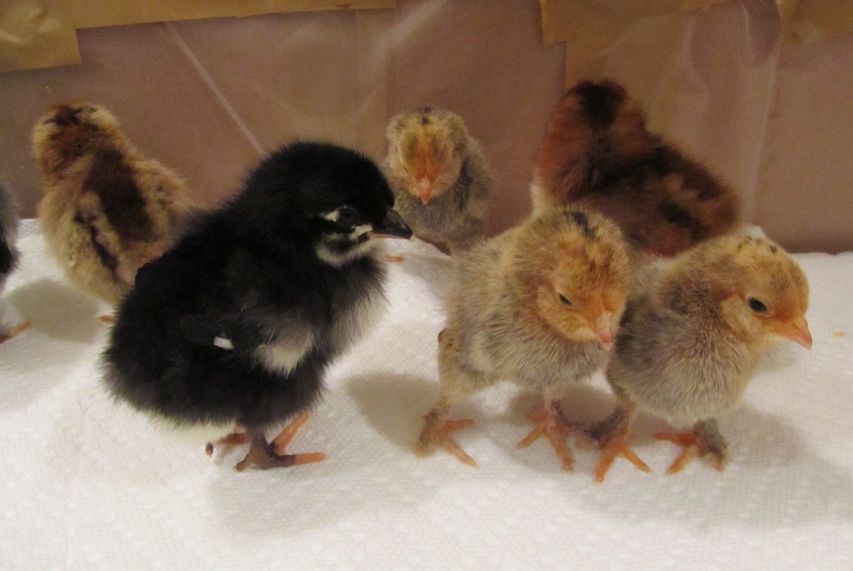 Куры породы Рябушка