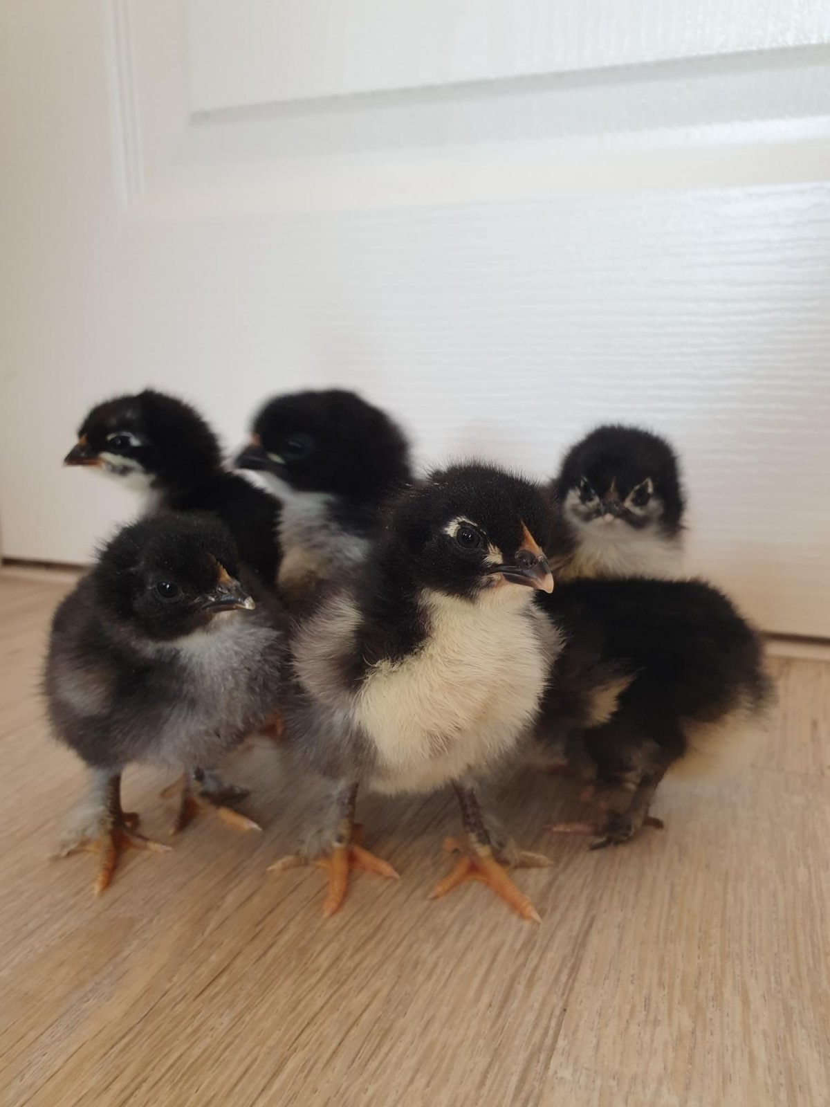 Дикая курица