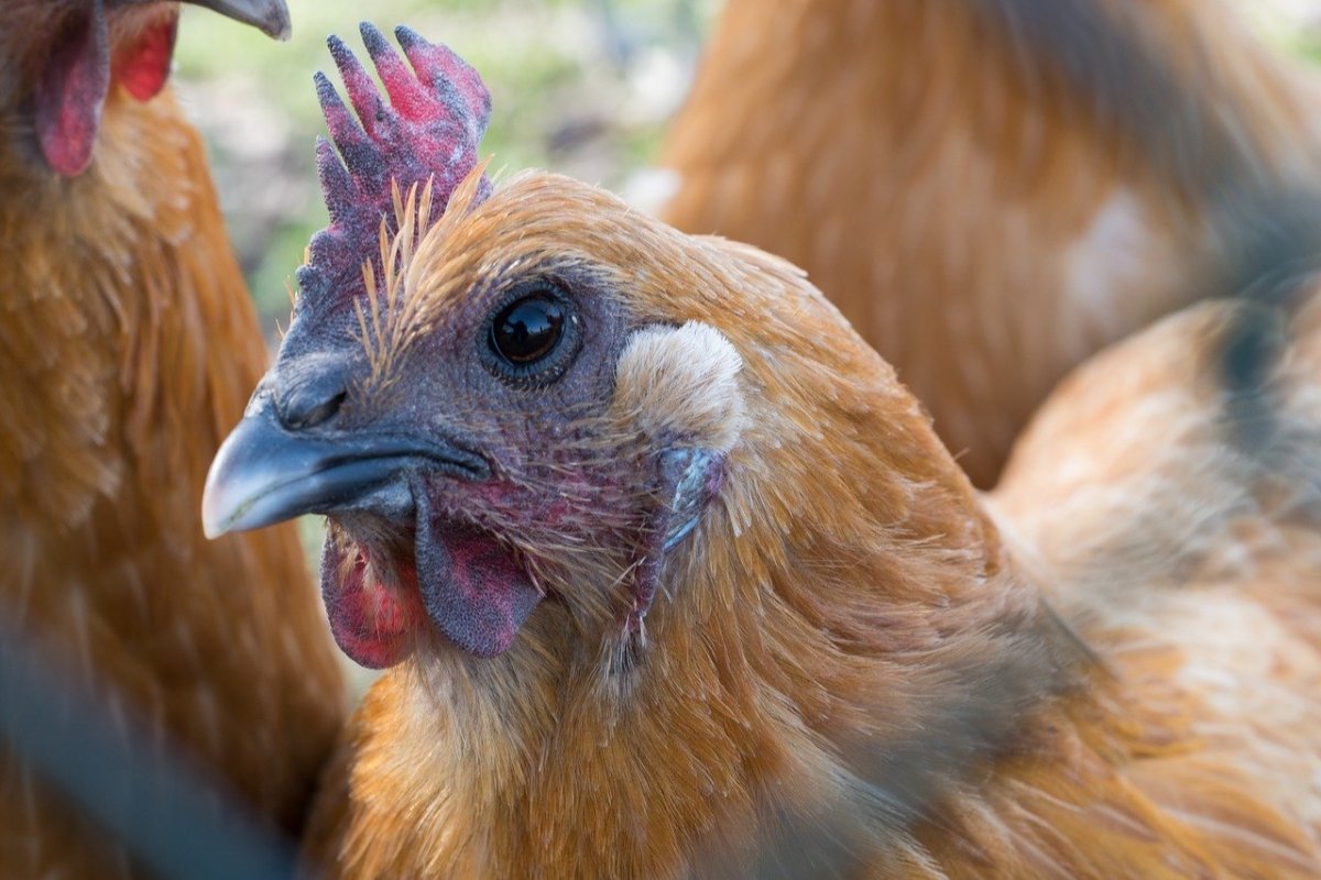 Наседка с цыплятами