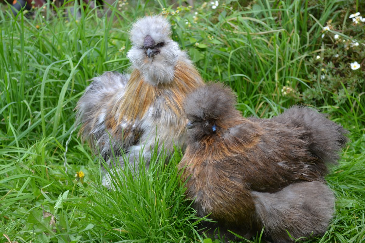 Маран куропатчатый