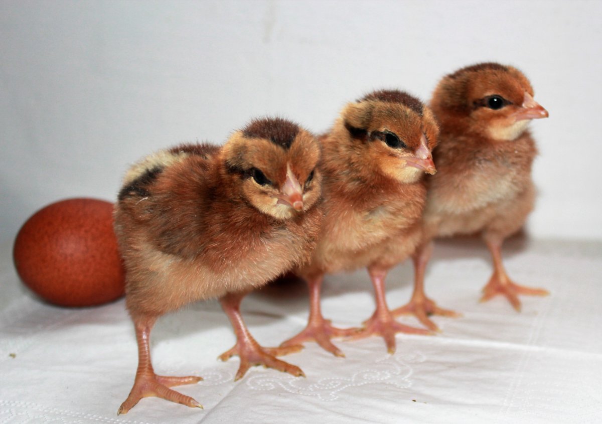 Какие звуки издают черные Мараны