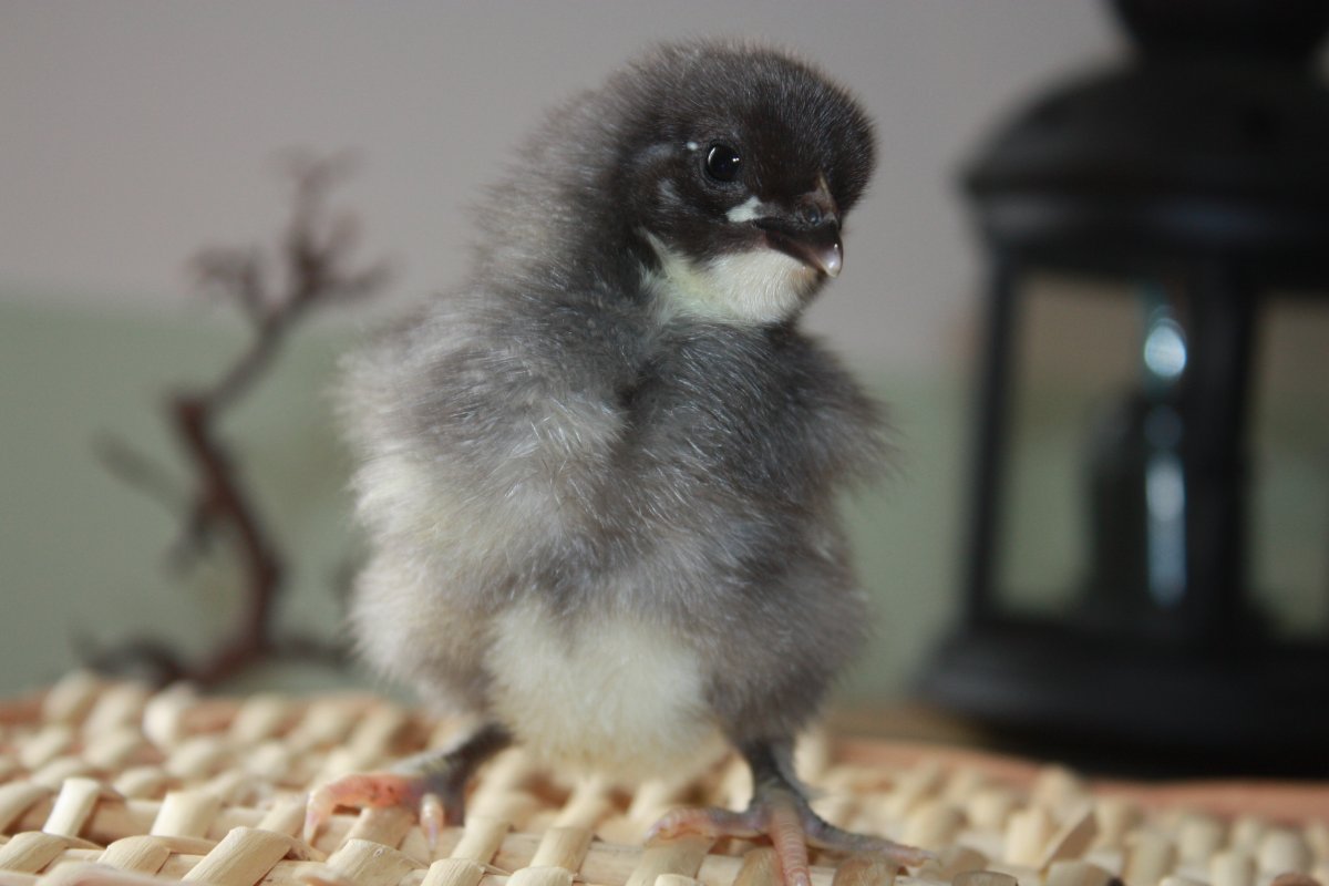 Птенцы Марана