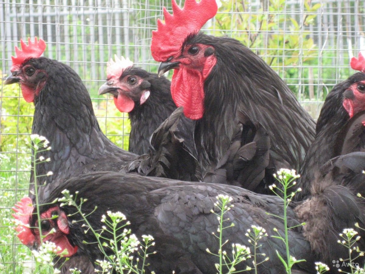 Куриные цыплята