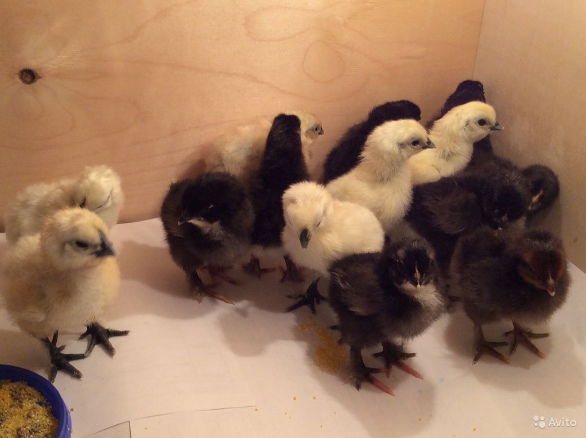 Цыплята Маран