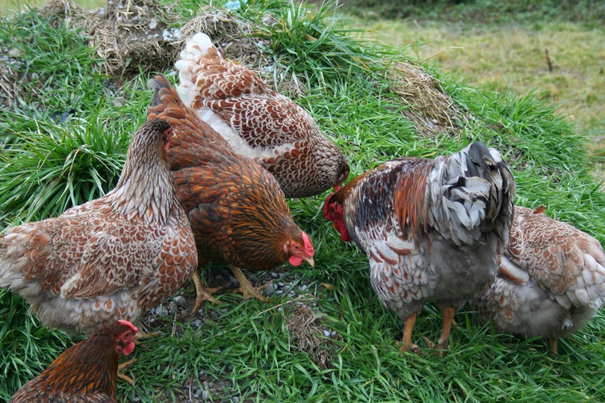 Коричневый петух