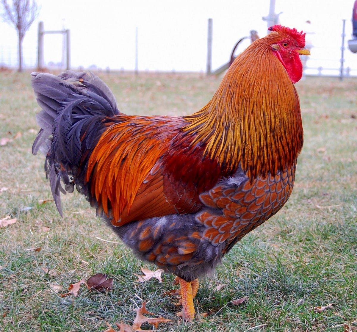 Виандот золотоокаймленный