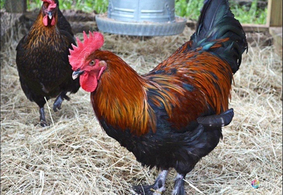 Авито Маран куры Волосово Заполье