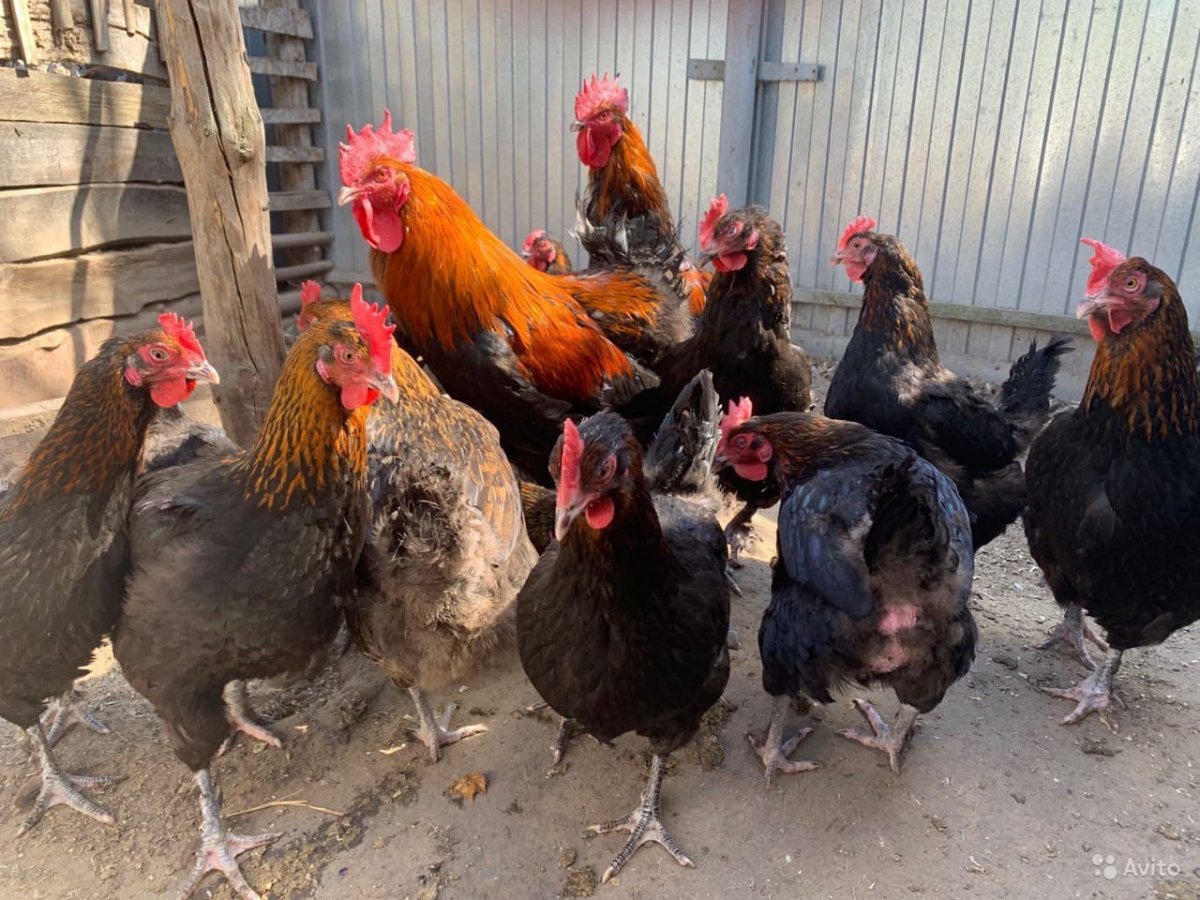 Домашняя птица