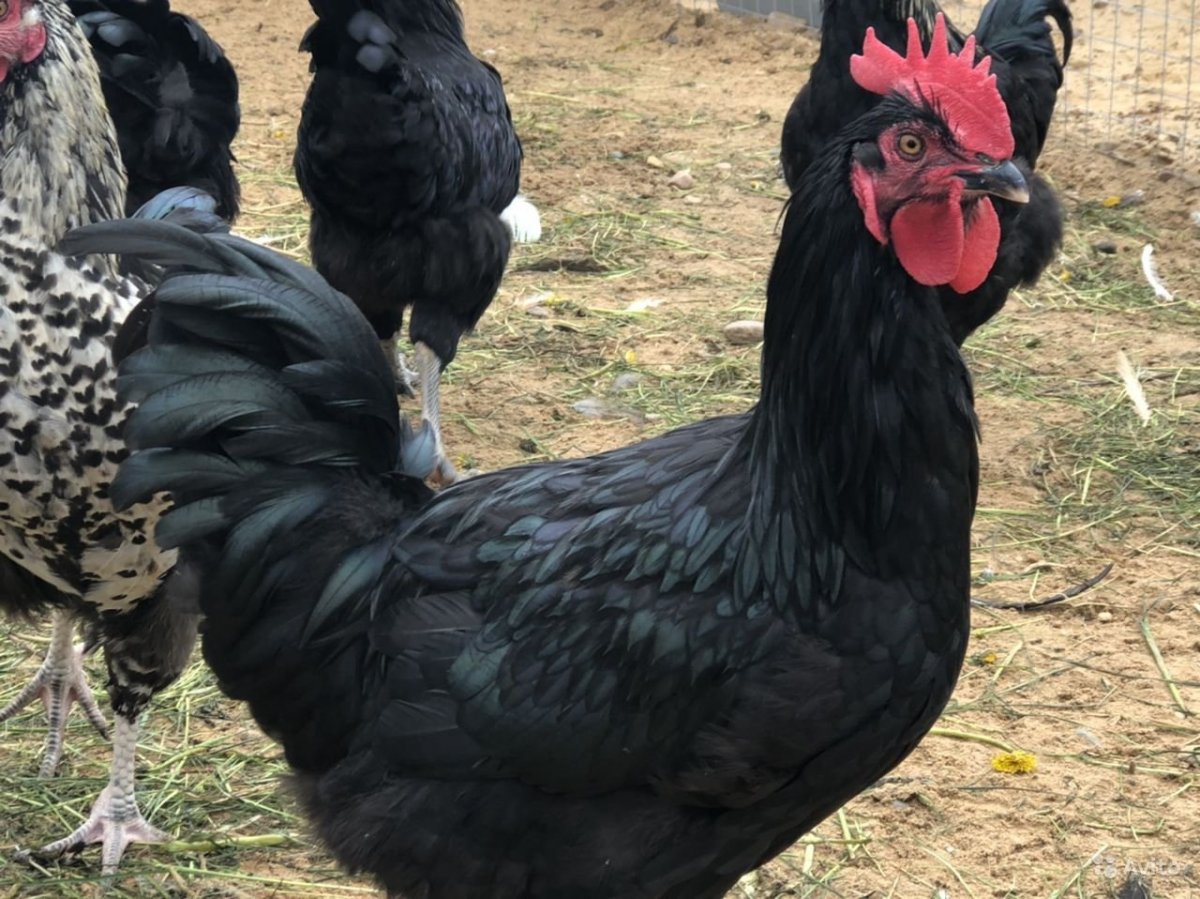 Цыплята Маран