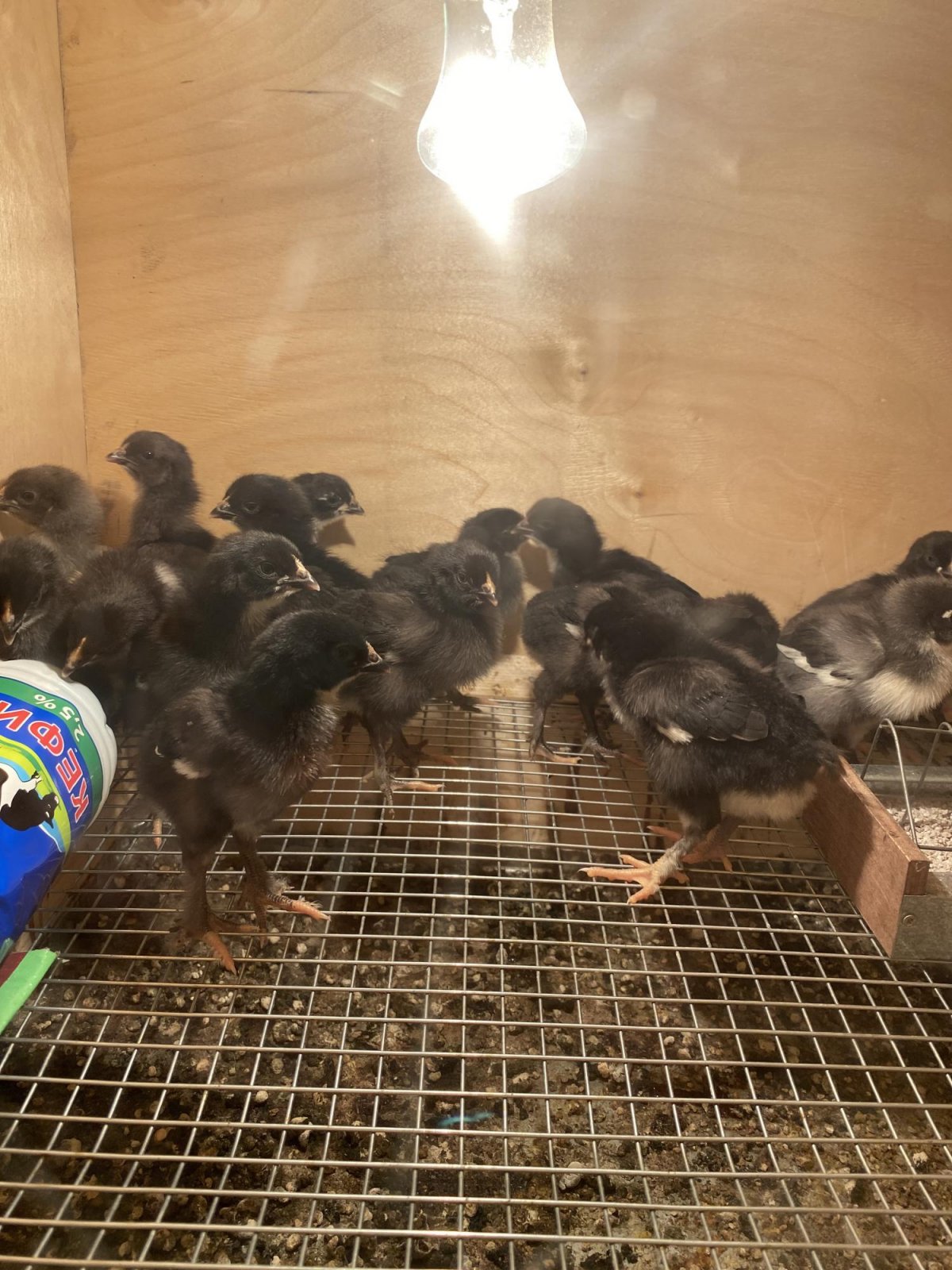 Птенцы Ломан Браун