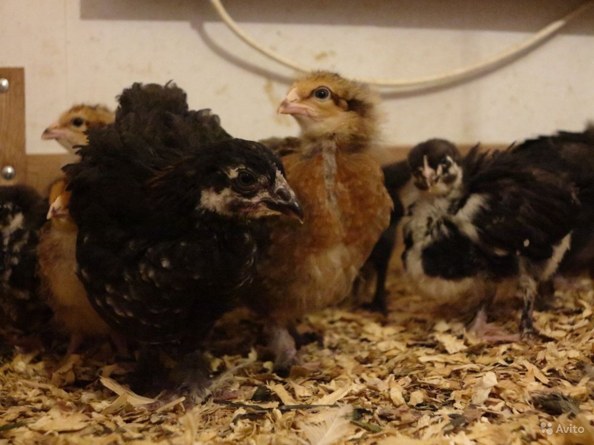 Куры мясояичные породы