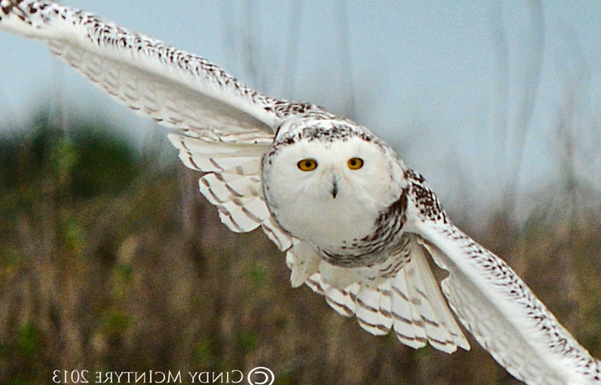 Белая Сова полет