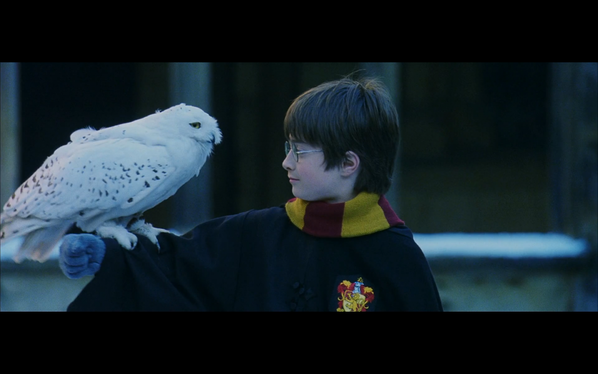 Сова Букля из Гарри Поттера