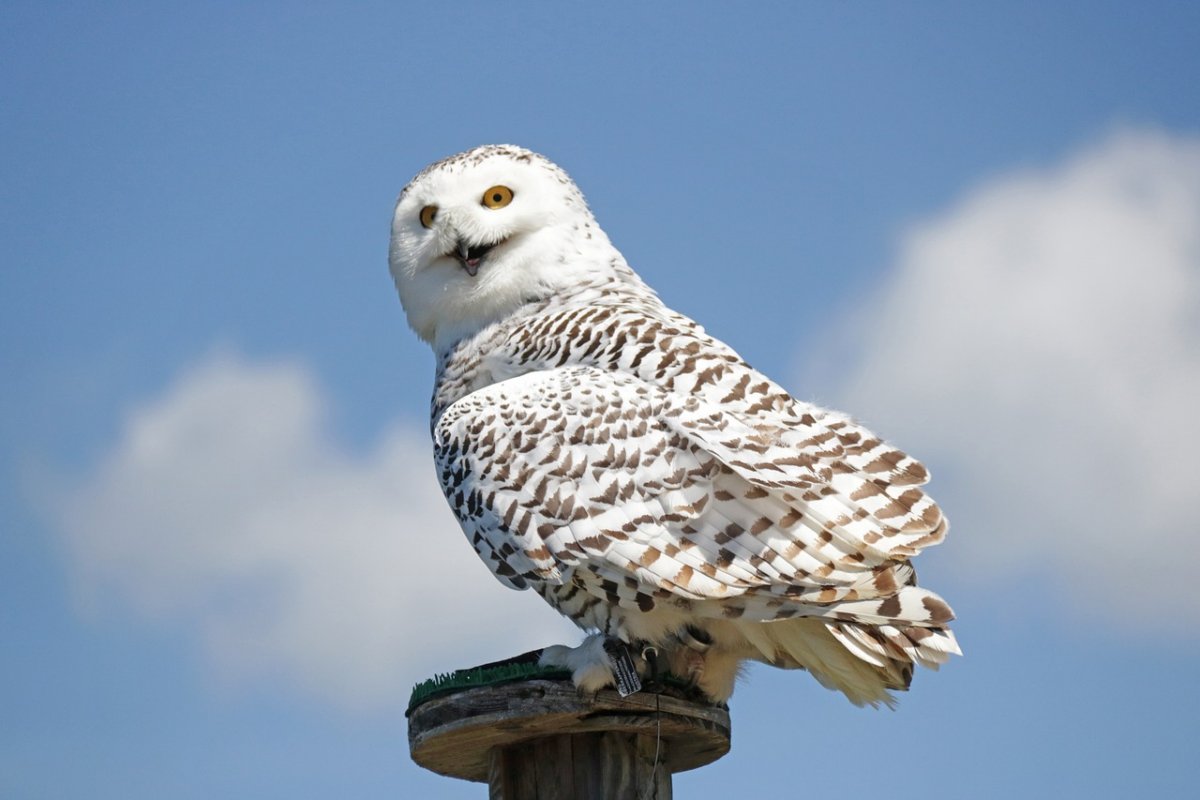 Сова Букля из Гарри