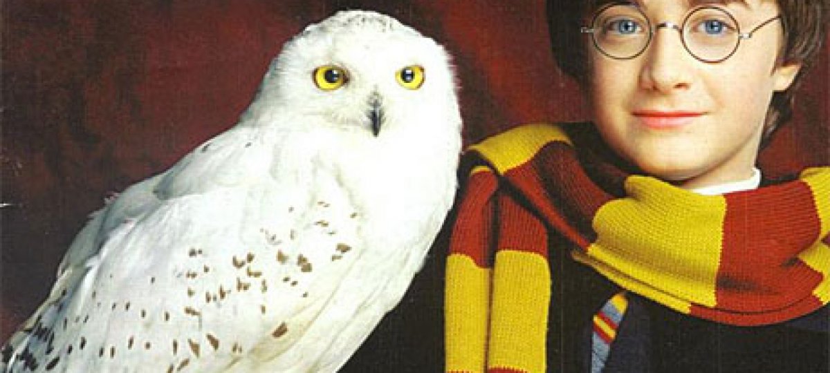 Букля Сова Гарри