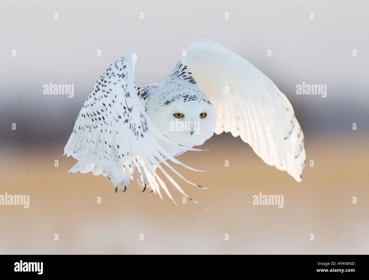 Совы Полярные