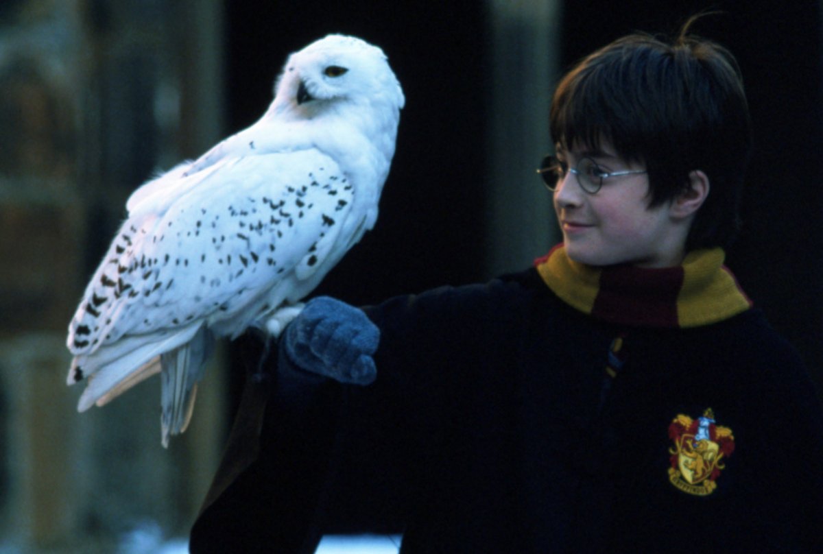 Сова Гарри Поттера Хедвиг