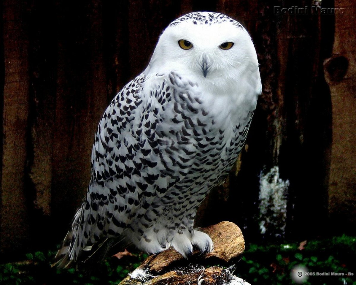 Сова Букля (Гарри Поттер)