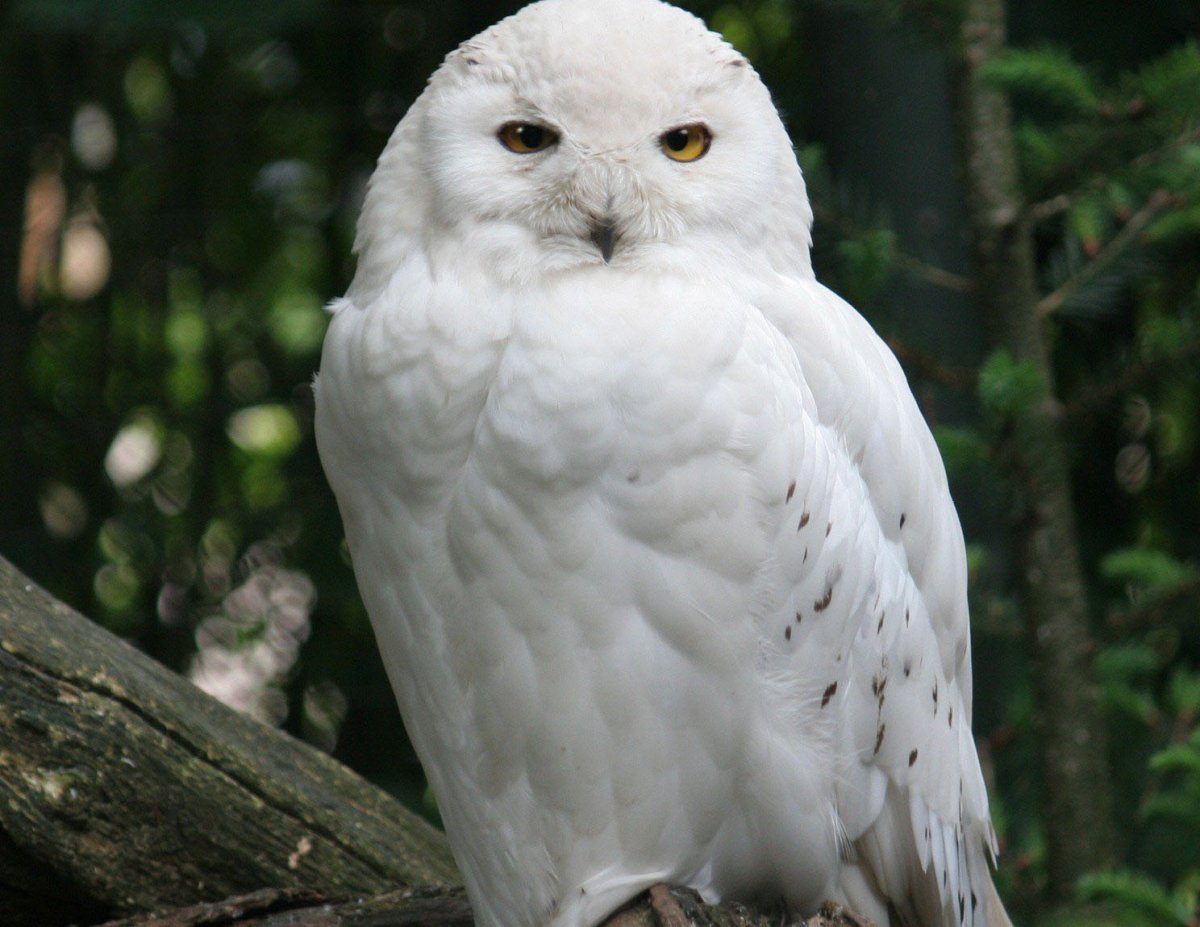 Птица Гарри Поттера Букля