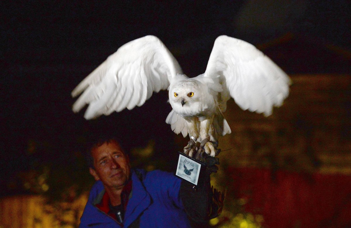 Сова Гарри Поттера Хедвиг