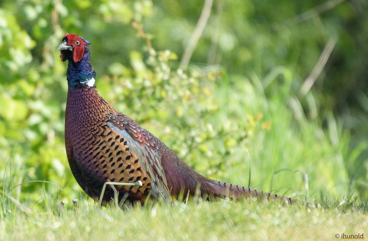 Кавказский фазан