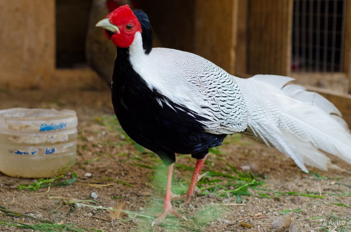 Лофура Королевская, Королевский фазан