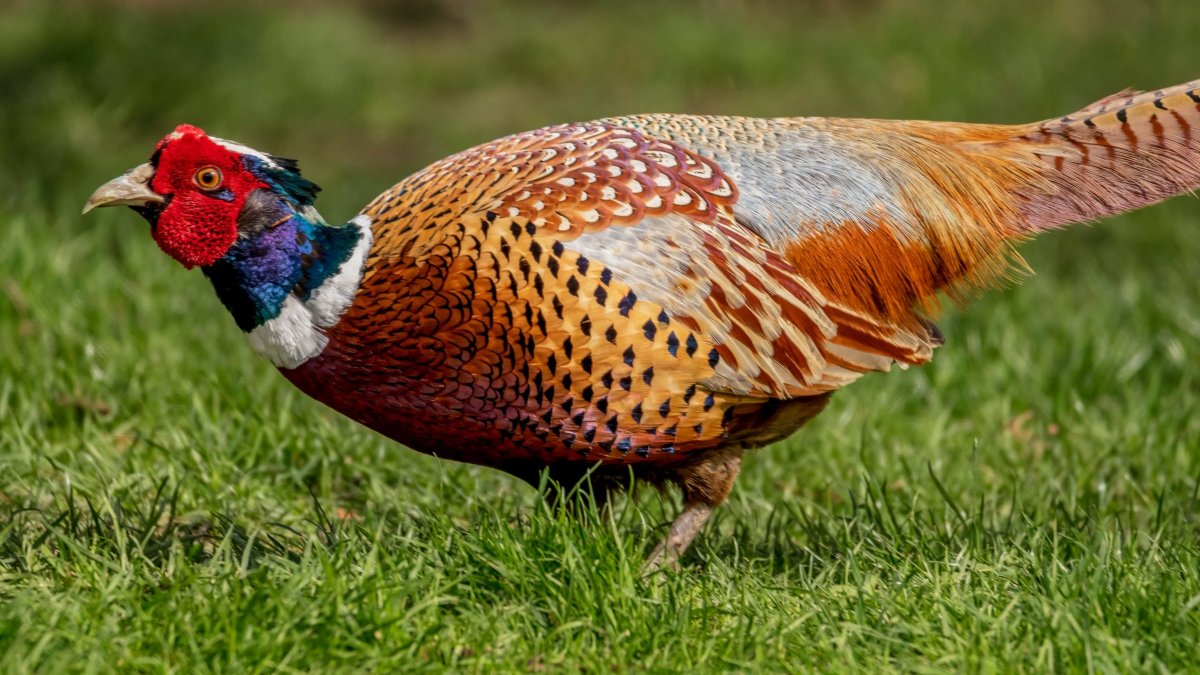 Обыкновенный фазан Королевский