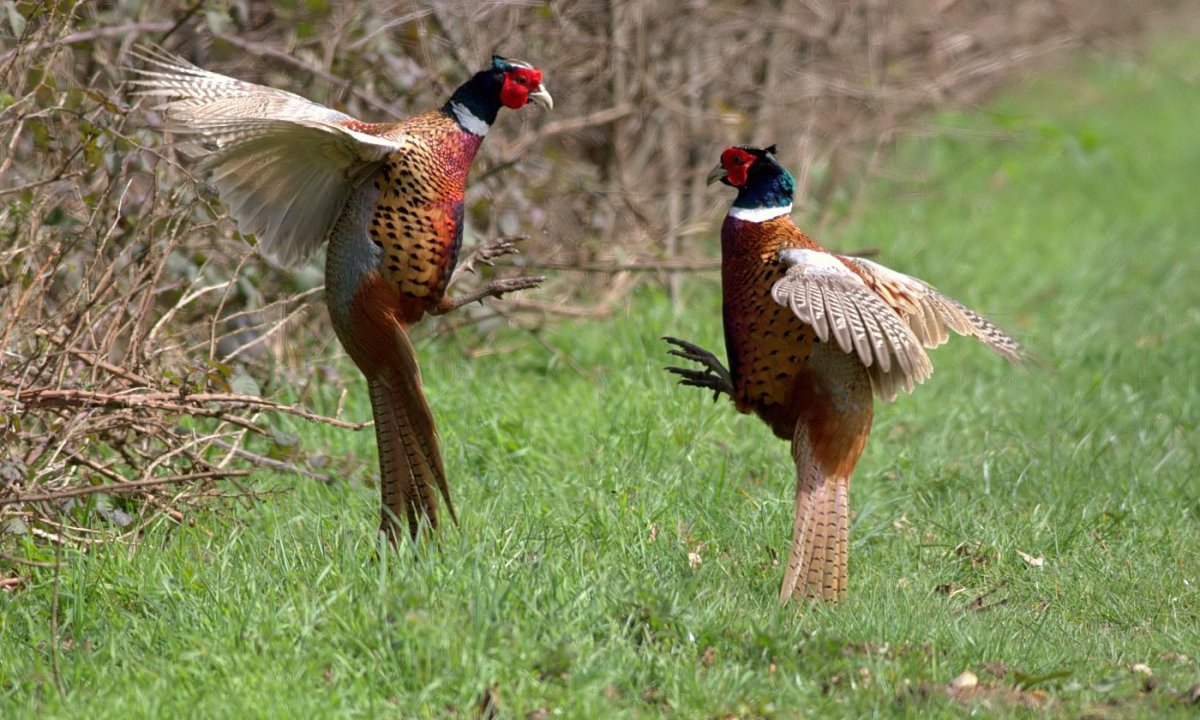 Фазан охотничий обыкновенный