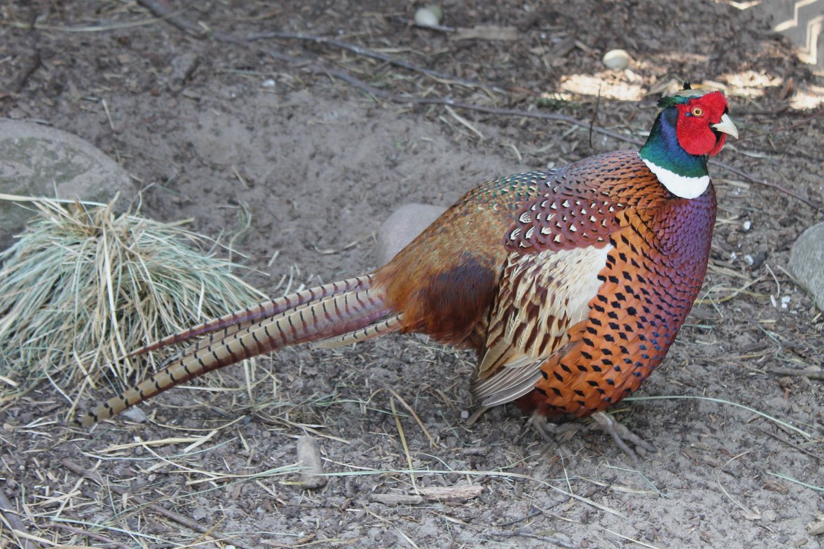 Золотой фазан самка