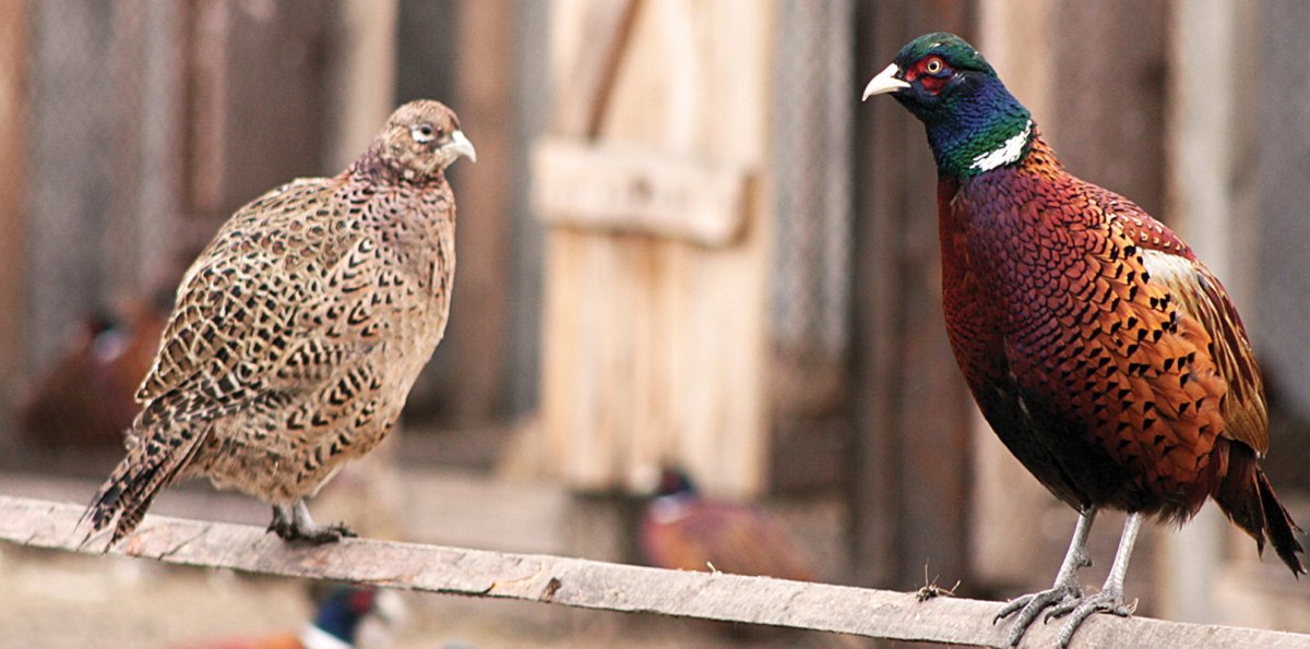 Фазан домашний