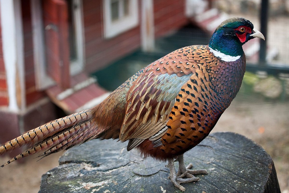 Жемчужный фазан