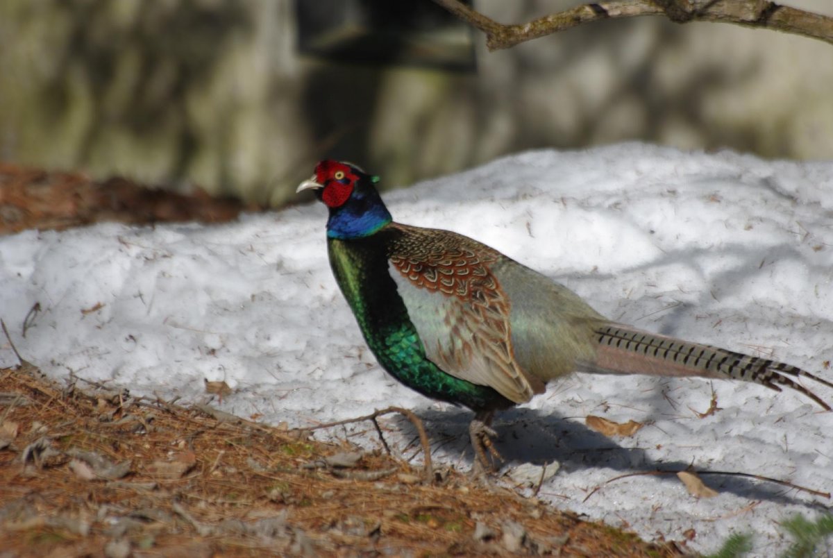 Японский фазан Кидзи