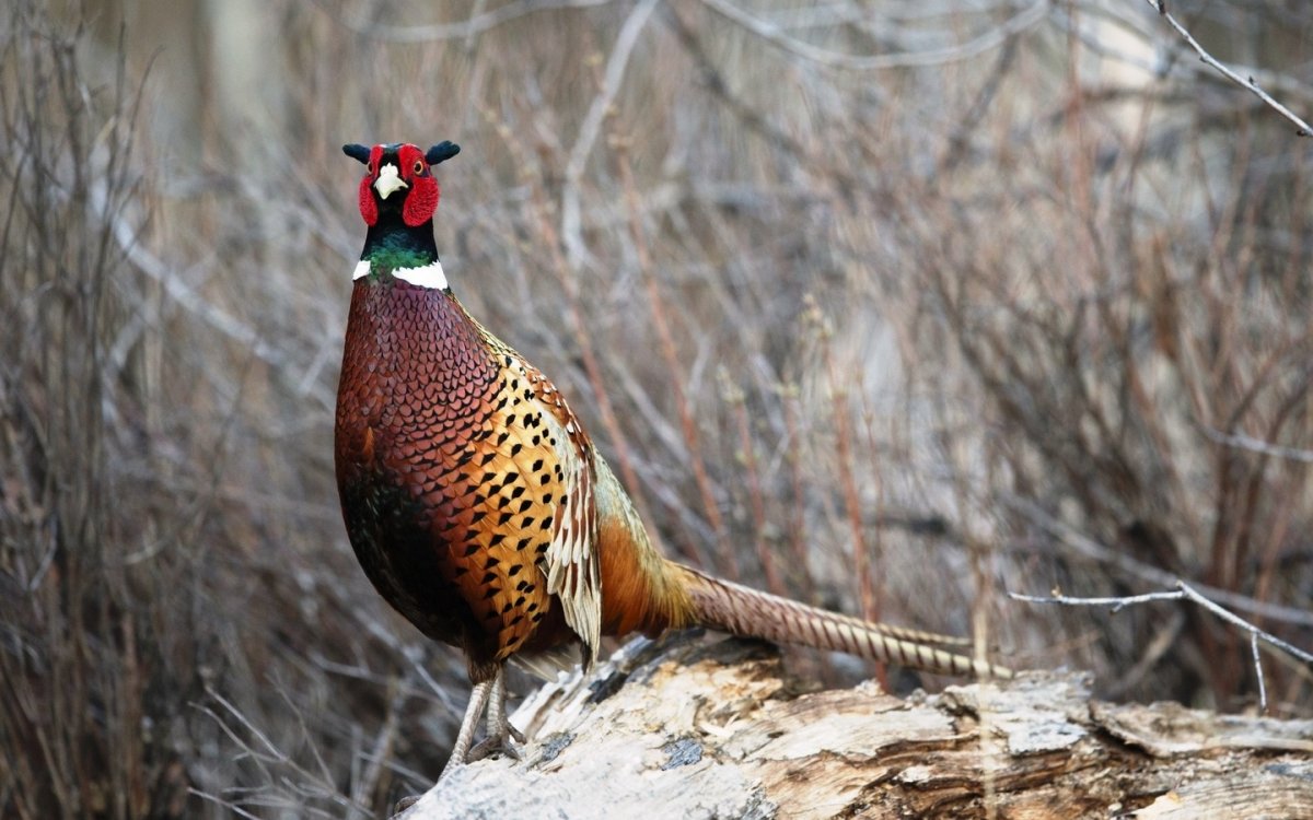 Фазан охотничий обыкновенный