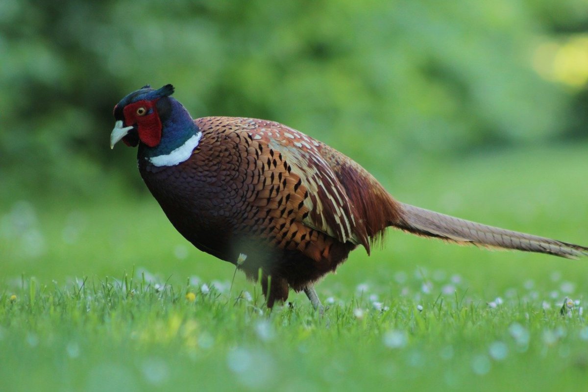 Фазан Кидзи