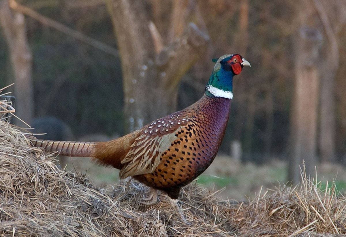 Фазан Дальневосточный