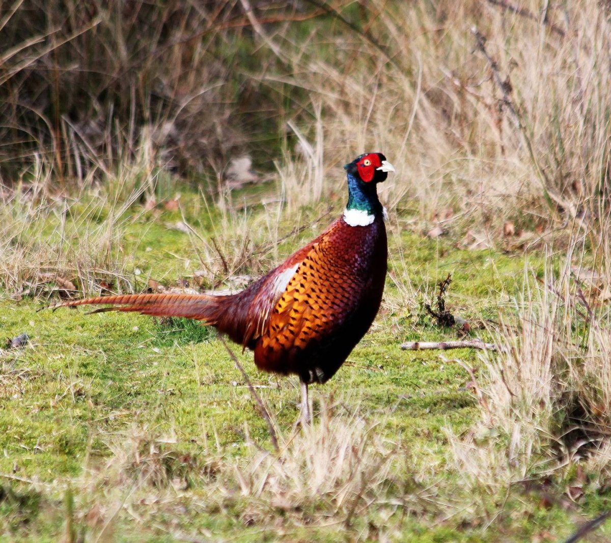 Борнейский павлиний фазан