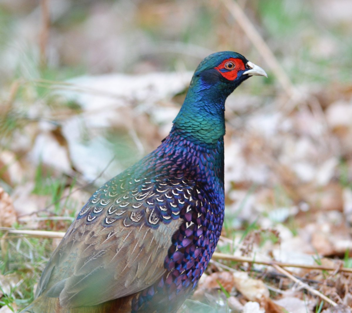 Непальский белохохлый фазан