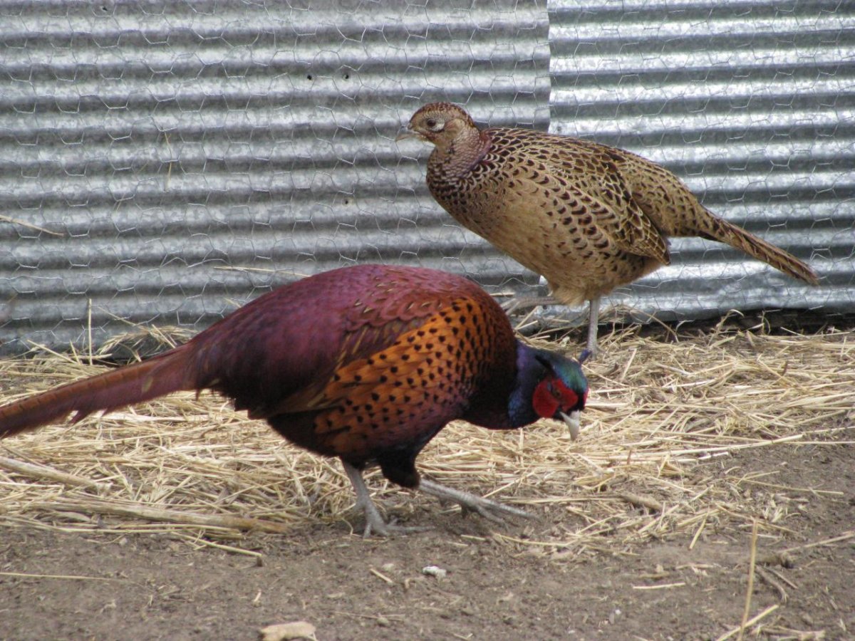 Фазаны Панюшев