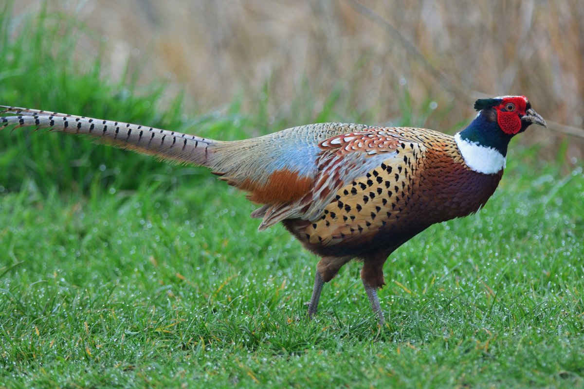 Японский фазан Кидзи