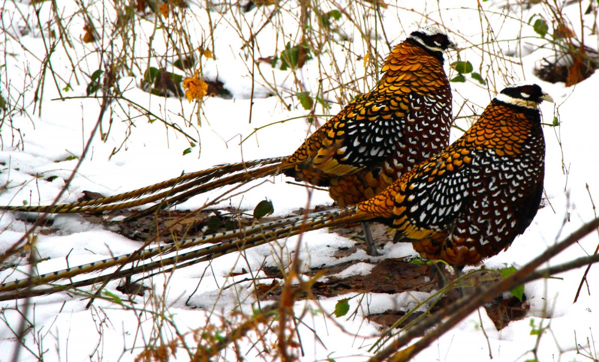 Королевский фазан самка и самец