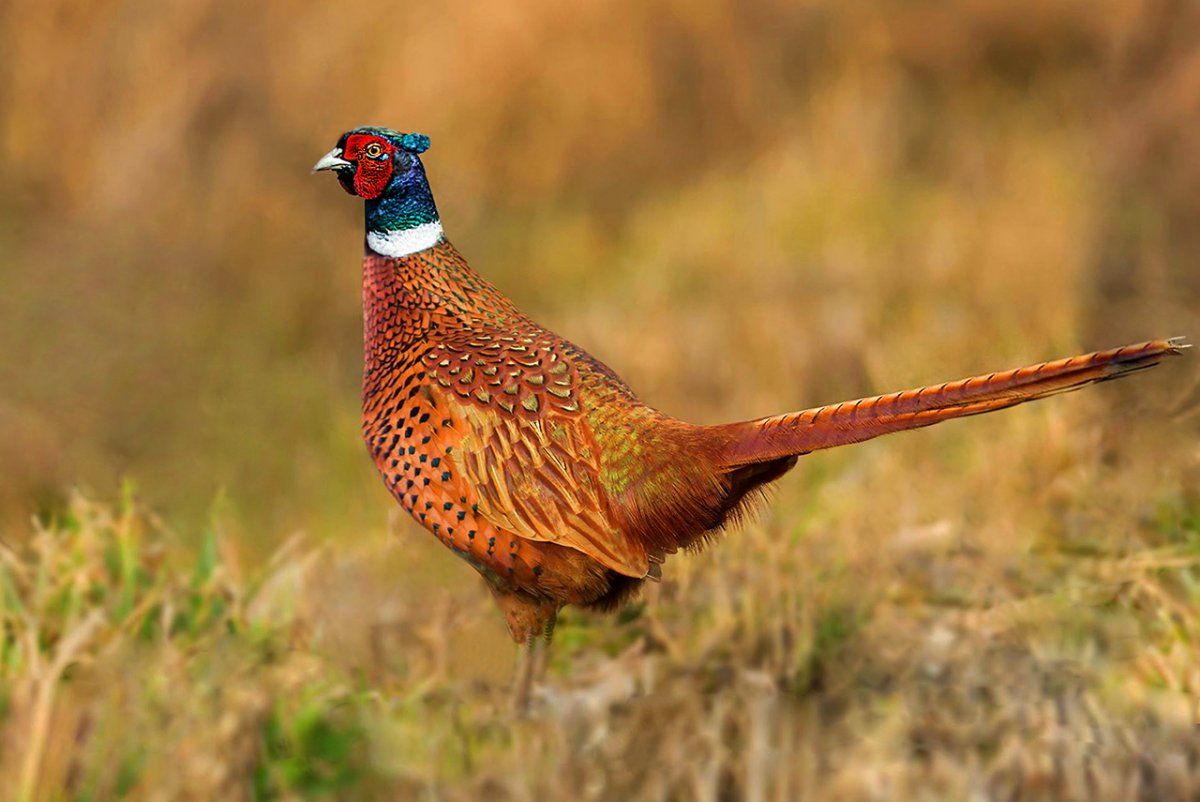 Уссурийский фазан