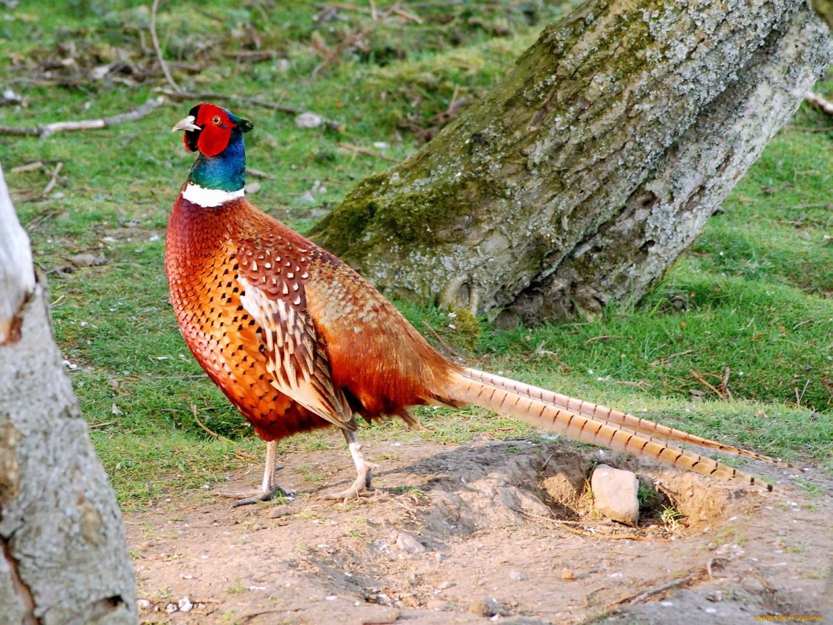 Фазан охотничий обыкновенный
