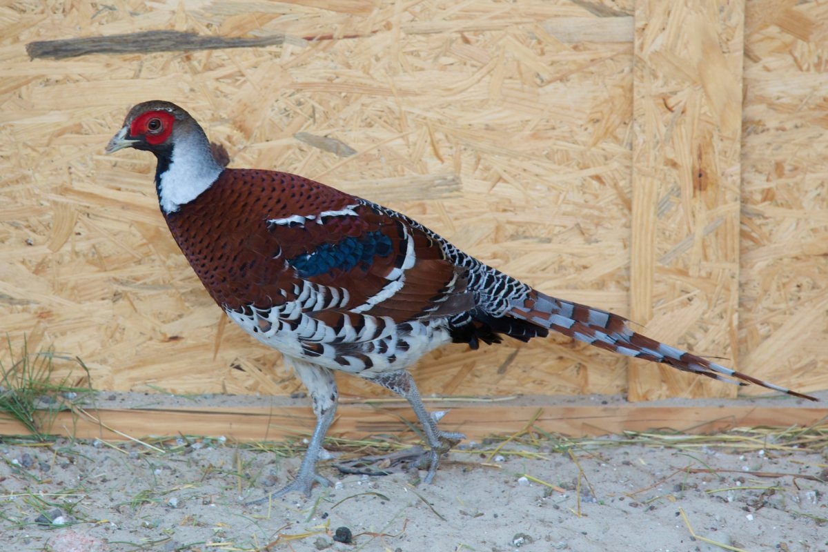 Свинохвостый фазан