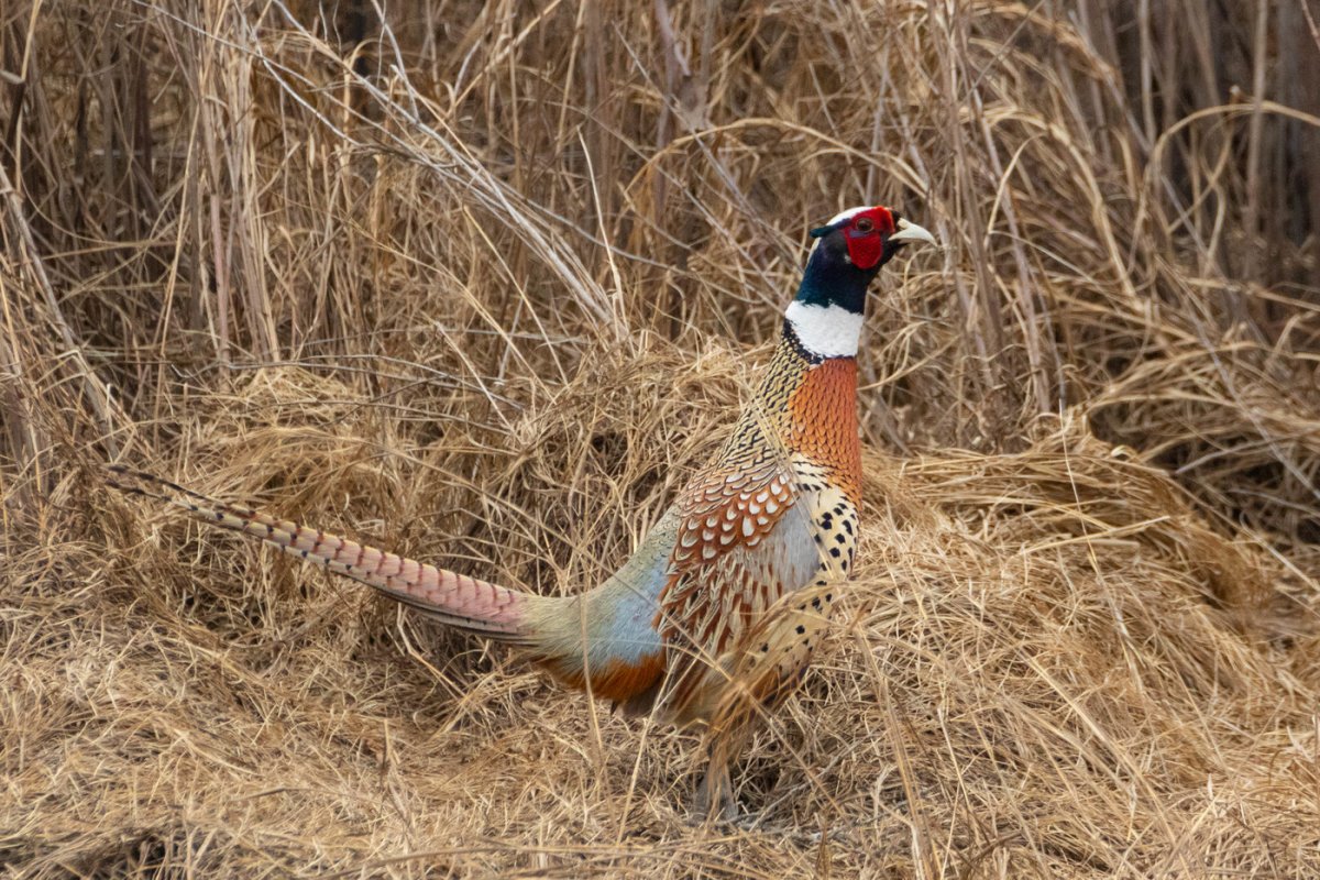 Фазаны дальнего Востока