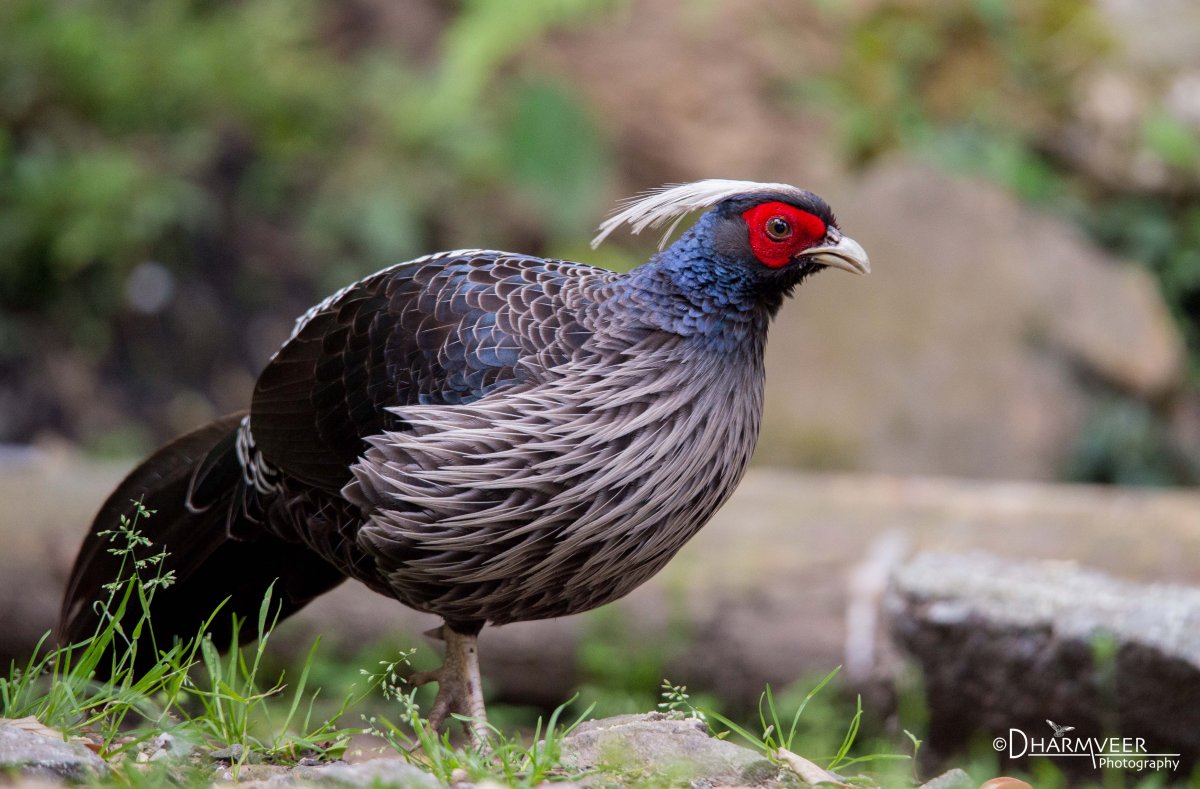 Огненноспинный фазан