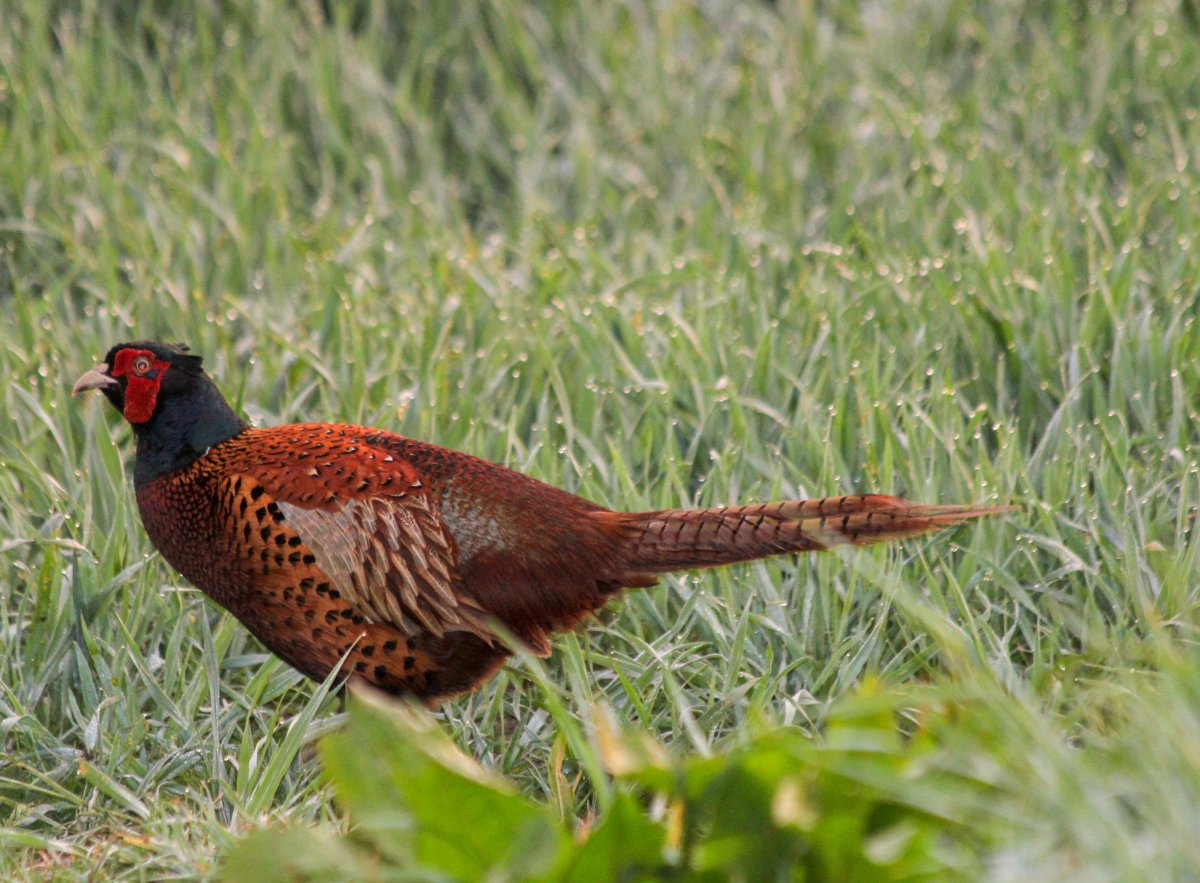 Королевский фазан самка