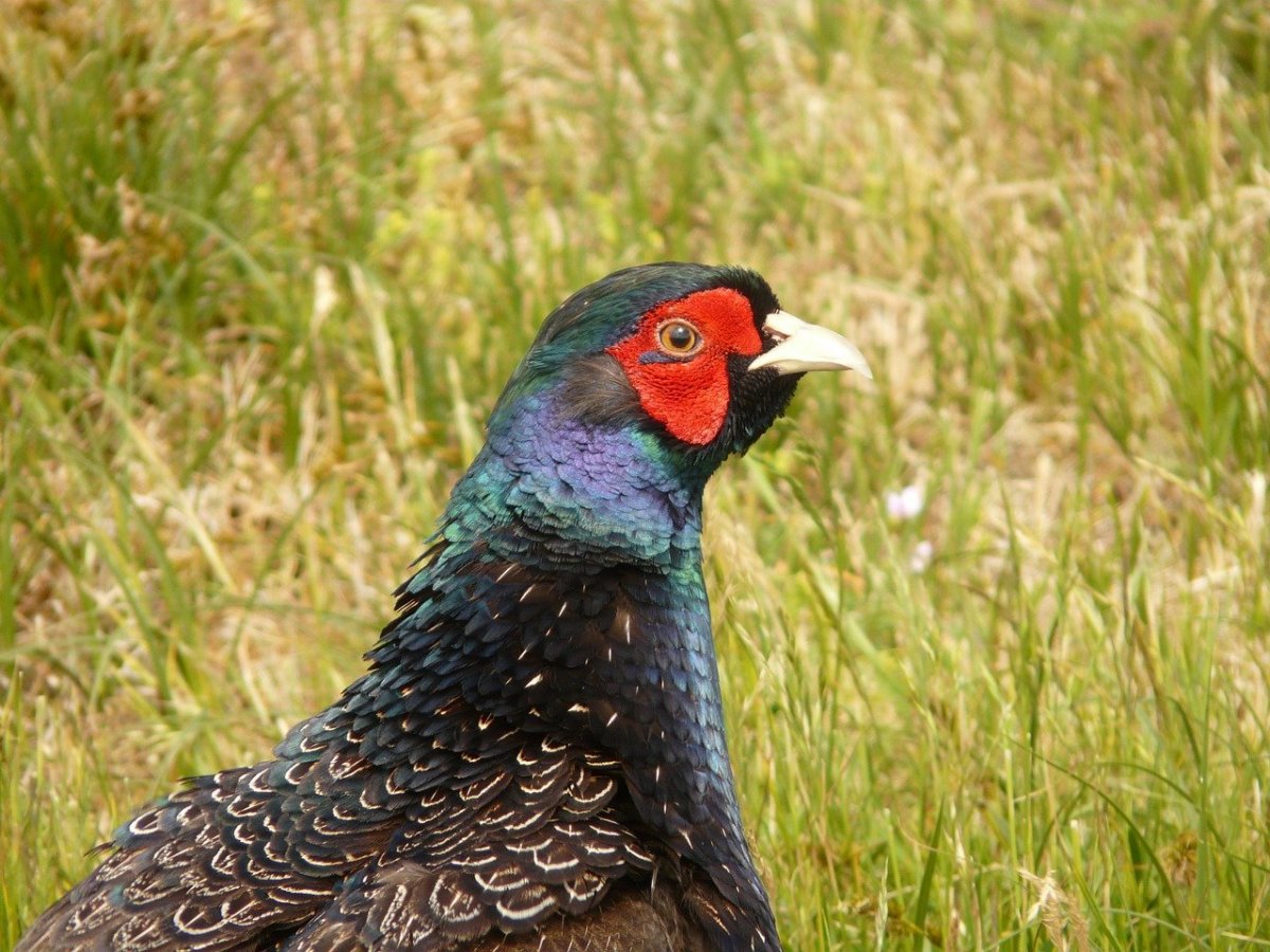 Голос фазана