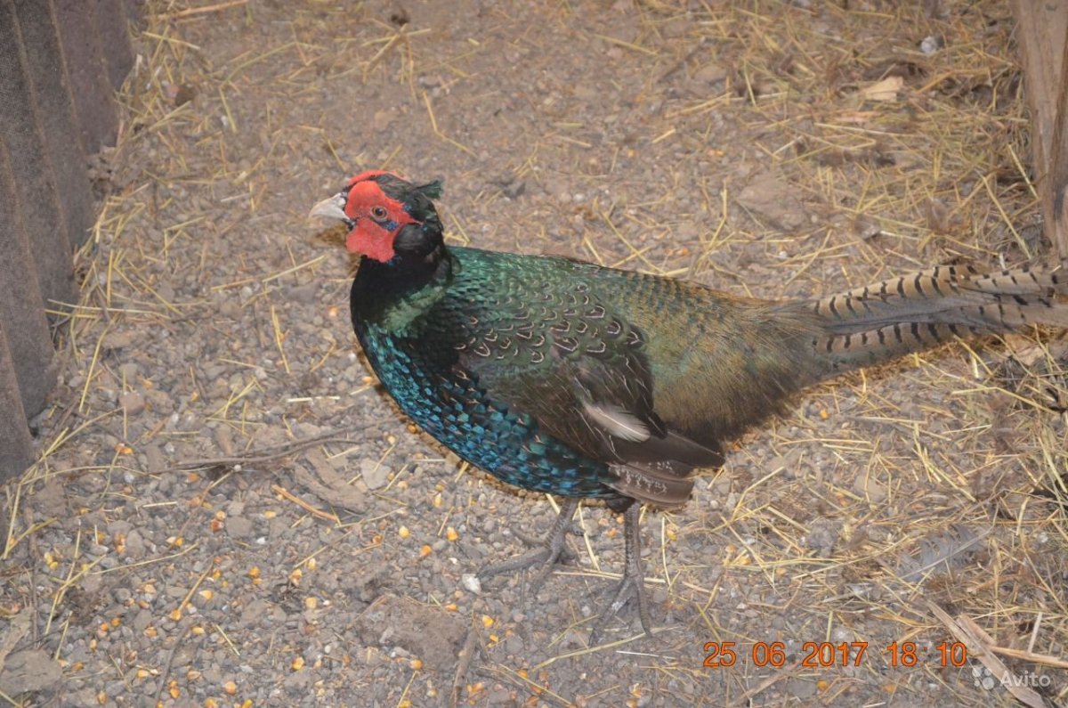 Фазан румынский серый