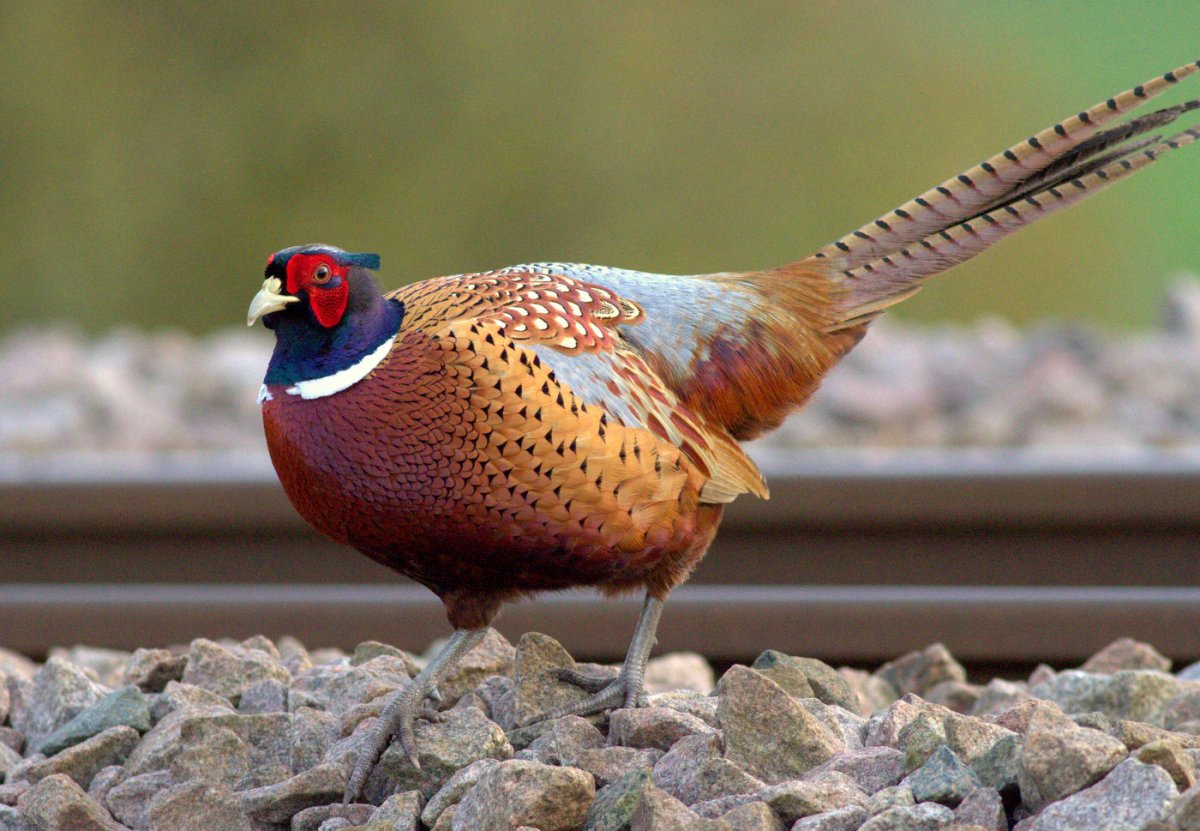 Фазан Лафура