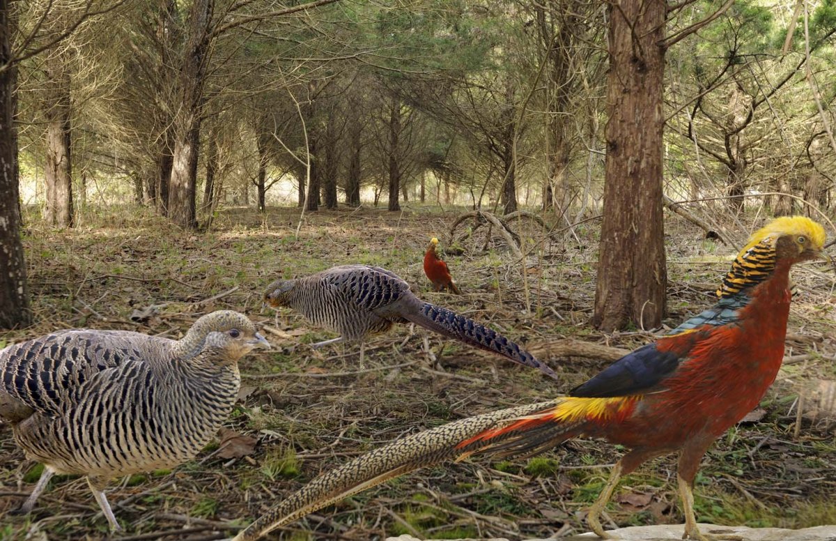 Фазан золотой в дикой природе